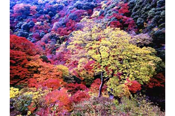 【銀賞】錦秋の箕面 向井 寛