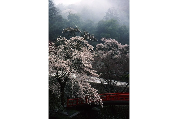 【入選】『雨あがり（滝安寺）』 森重 富夫様（豊中市）