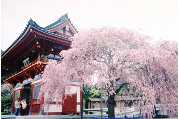 【入選】『山門の桜（勝尾寺）』 大西 由美子様（箕面市）