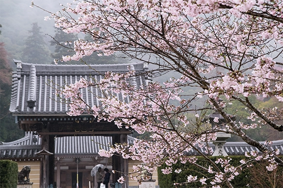 【入選】瀧安寺桜雨情 杉山 雅洋様