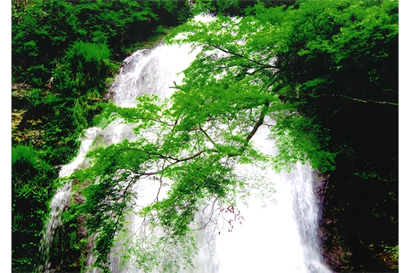 【銀賞】　緑涼し 田端 稔雄様